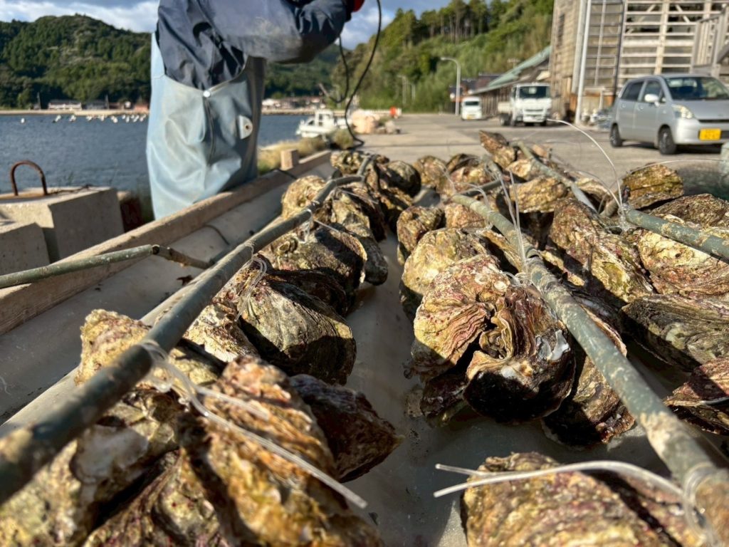 「100万個の岩がきを磨き、島前の春を支える」チャレンジ