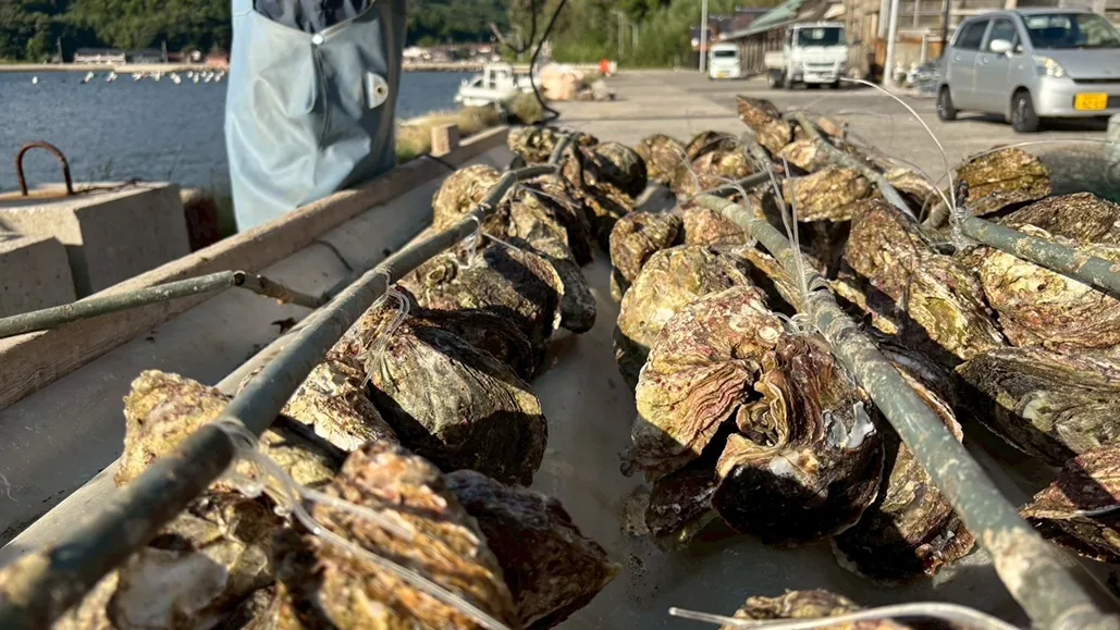 「100万個の岩がきを磨き、島前の春を支える」チャレンジ